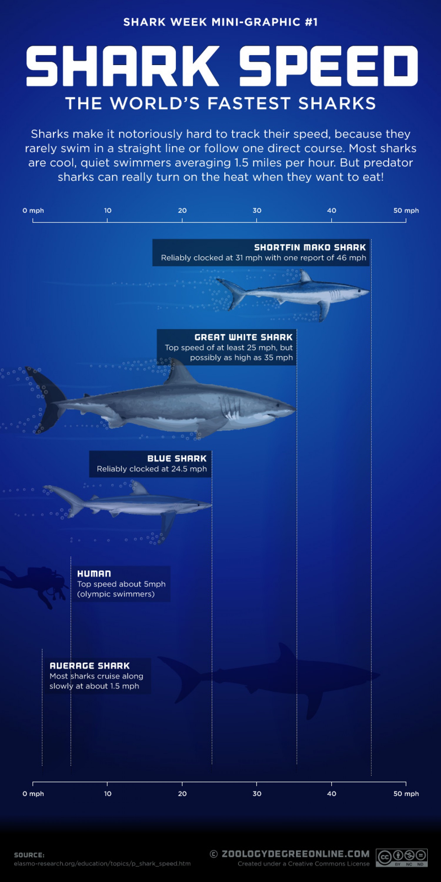  | Why Do Sharks Attack Humans?
